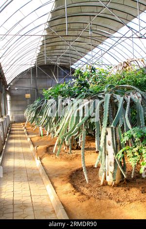 Hylocereus undatus plant in a greenhouse, closeup of photo Stock Photo