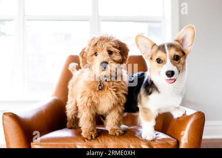 Doodle puppy and corgi puppy standing in leather chair indoors Stock Photo