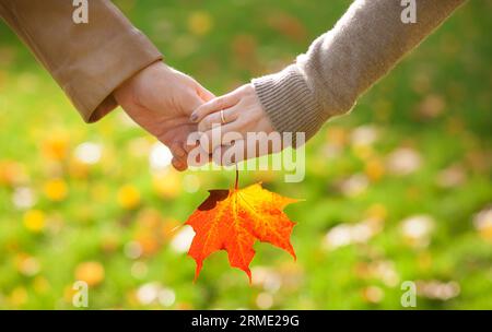 Male and female hands holding a red maple leaf Stock Photo