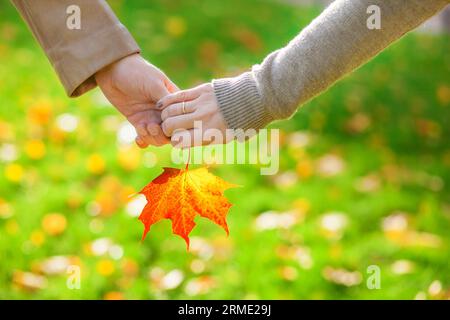 Closeup of male and female hands holding a red maple leaf Stock Photo