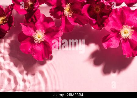 Clear water background with ripples  and pink purple flowers close up, copy space. Trendy abstract pink water concept background. Stock Photo