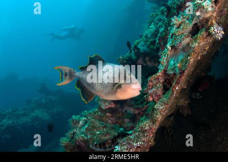 Yellowmargin Triggerfish, Pseudobalistes flavimarginatus, with diver in background, Liberty Wreck dive site, Tulamben, Karangasem, Bali, Indonesia Stock Photo