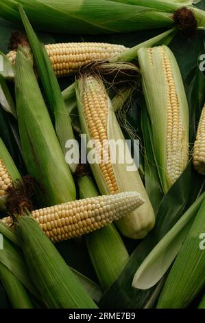 Fresh corn on cobs on table, closeup Stock Photo