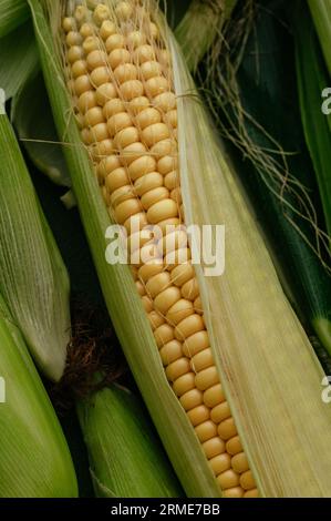 Fresh corn on cobs on table, closeup Stock Photo