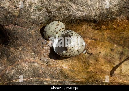 Herring gull egg, on  ground rocks, Murlough Bay, Northern Ireland, UK Stock Photo