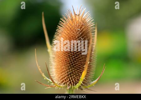 Teasel Dipsacus fullonum Stock Photo