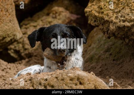 Face portrait of a cute adult female dog with a rock in her mouth Stock Photo