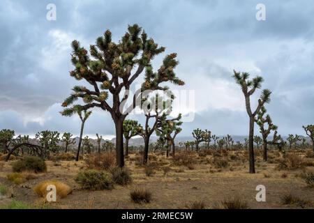 Joshua Tree national park landscape, Dramatic sky with clouds, California Stock Photo