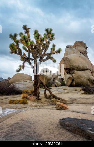 Hidden Valley in Joshua Tree national park landscape, Dramatic sky with clouds, California Stock Photo