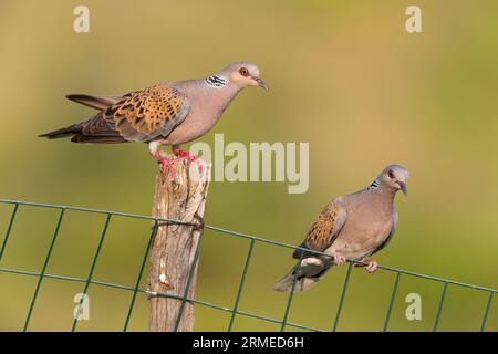 European Turtle Dove (Streptopelia turtur), couple perched on a fence, Campania, Italy Stock Photo