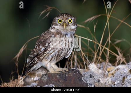 Little Owl (Athene noctua), adult perched on a rock, Campania, Italy Stock Photo