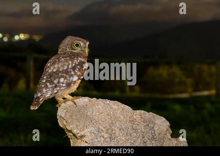 Little Owl (Athene noctua), side view of a juvenile perched on a rock, Campania, Italy Stock Photo