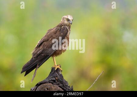 Marsh Harrier (Circus aeruginosus), side view of an immature male standing on a perch, Campania, Italy Stock Photo