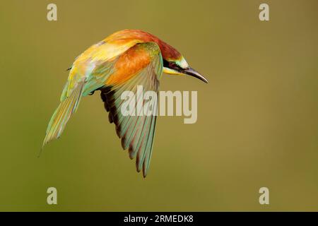 European Bee-eater (Merops apiaster), side view of an adult male in flight,  Campania, Italy Stock Photo