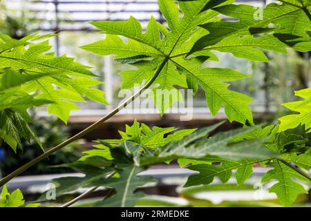 The University of Uppsala Botanical Garden (In Swedish: Botaniska trädgården), near Uppsala Castle, is the principal botanical garden belonging to Uppsala University. In the picture: Carica papaya in the tropical greenhouse. Stock Photo