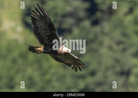 Golden Eagle (Aquila chrysaetos), adult in flight seen from below, Campania, Italy Stock Photo