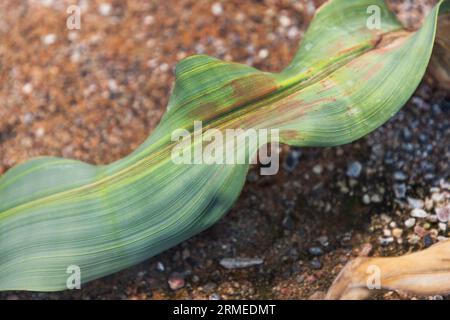 The University of Uppsala Botanical Garden (In Swedish: Botaniska trädgården), near Uppsala Castle, is the principal botanical garden belonging to Uppsala University. In the picture: Welwitschia mirabilis, in the tropical greenhouse. Stock Photo