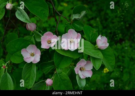 Quince flowers, Cydonia oblonga, is a species of shrubs or small trees of the Rosaceae family. Its fruits are quinces Stock Photo