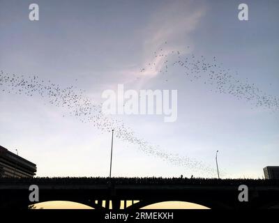 Mexican free tailed bats emerging under the Congress Street Bridge in Austin, Texas at dusk in the summer Stock Photo