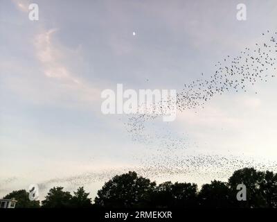 Mexican free tailed bats emerging under the Congress Street Bridge in Austin, Texas at dusk in the summer Stock Photo