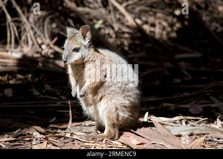 the tammar wallaby has a grey body with tan arms and a white stripe on its face.  It has a black nose and long eyelashes Stock Photo