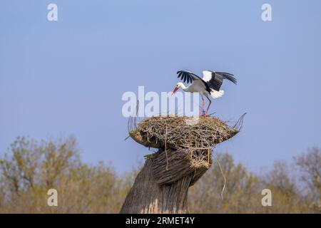 A White Stork approaching a nest on the roof of a hut, sunny day in springtime in Camargue (Provence, France) Stock Photo