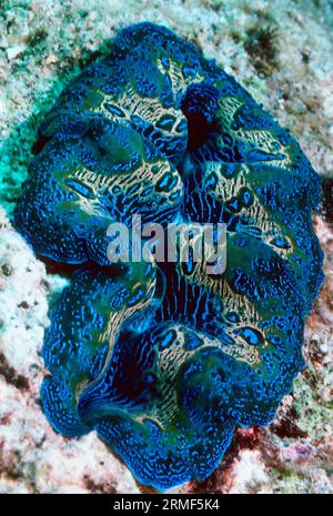 Image of Crocus Giant Clam (Tridacna crocea). on a white background ...