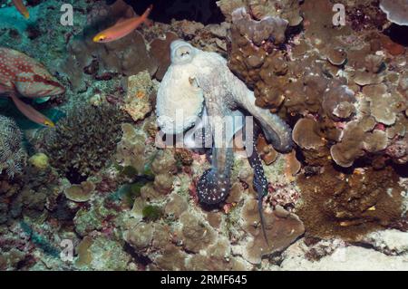 Day octopus (Octopus cyanea) hunting over corals with a Coral hind (Cephalopholis miniata) keeping a close eye in case of any escaping prey..  Andaman Stock Photo