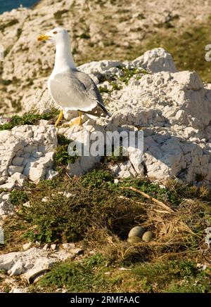 Seagull near its nest with three eggs Stock Photo