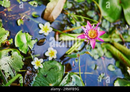 Beautiful blooming pink water lily and frangipani flowers in pond Stock Photo