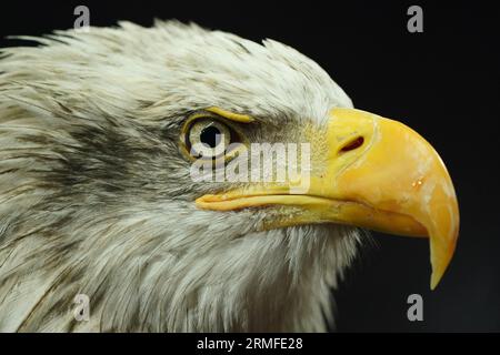 Bald Eagle (Haliaeetus leucocephalus) on black background Stock Photo