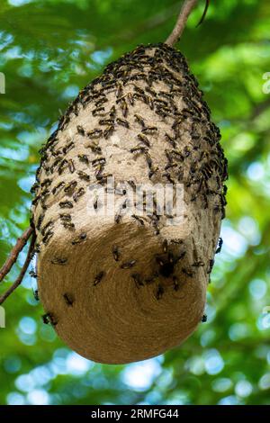 Wasps build their nest in tree. The species of wasp that like to build nests above ground use trees to their advantage. Stock Photo