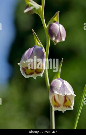 Butterfly Sword Lily (gladiolus papilio) Stock Photo