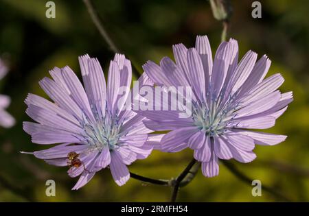 Wild Chicory (cichorium intybus) Stock Photo