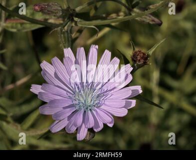 Wild Chicory (cichorium intybus) Stock Photo