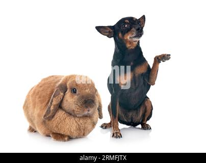 Lop rabbit in front of white background Stock Photo