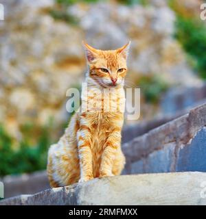 Adorable red tabby cat on a street in Medina of Chefchaouen, Morocco, small town in northwest Morocco known for its blue buildings Stock Photo