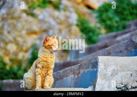 Adorable red tabby cat on a street in Medina of Chefchaouen, Morocco, small town in northwest Morocco known for its blue buildings Stock Photo