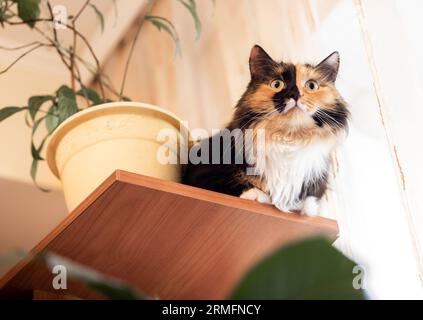 Beautiful three colored cat sitting near flower pot with green house plant on wooden shelve and looking up. Cozy home with lovely domestic pet. Low an Stock Photo