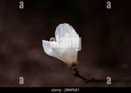 blossoming Magnolia kobus flower close-up in early spring. Stock Photo