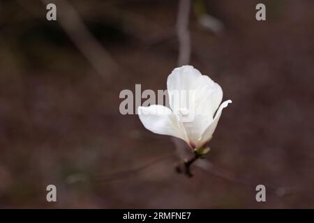 blossoming Magnolia kobus flower close-up in early spring. Stock Photo