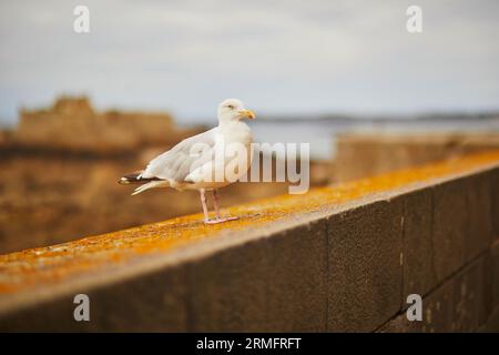 Large seagull on the fortress wall in Saint-Malo Intra-Muros, Brittany, France Stock Photo