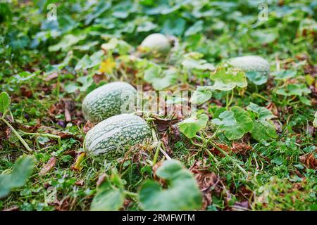 The green pumpkin grows on a kitchen garden Stock Photo - Alamy