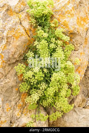 Rock samphire (Crithmum maritimum) growing on the limestone rock formation at Friars Point Barry Island Wales UK. August 2023 Stock Photo