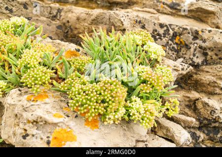 Rock samphire (Crithmum maritimum) growing on the limestone rock formation at Friars Point Barry Island Wales UK. August 2023 Stock Photo