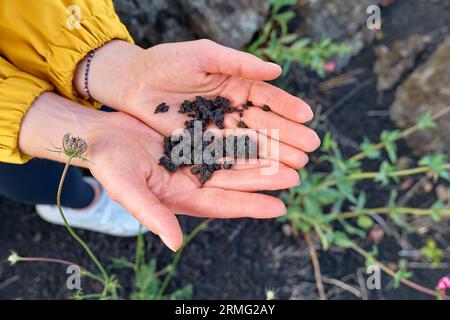 Hiking on tallest volcano in Continental Europe - Etna. Black sand lava-rocky terrain of Mount Etna in the hands of the woman. Stock Photo