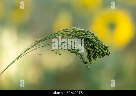 A close up of proso millet growing on Sussex farmland, with selective focus Stock Photo
