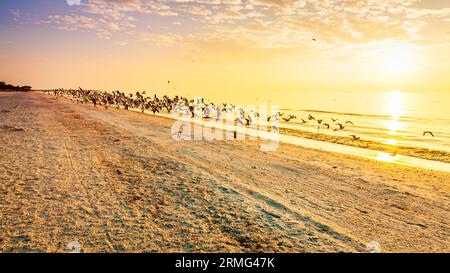 A flock of seagulls flying over a beach on the Gulf coast of Florida Stock Photo