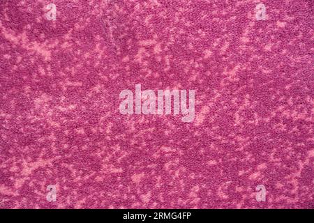 Soft, short pile magenta plush terry carpet, textured fabric macro background. Close up of saturated fandango velvet rug surface or upholstery fabric Stock Photo