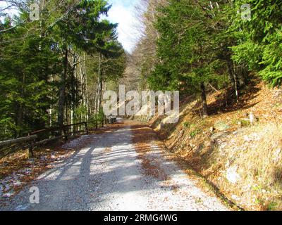 Gravel road leading through a mixed conifer and broadleaf spruce and beech forest in Slovenia Stock Photo